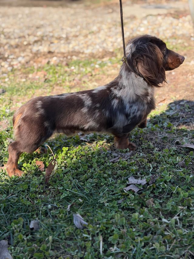 Sweet AKC DNA  OFA boys media 12