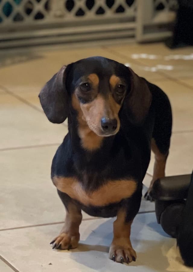 Sweet AKC DNA  OFA boys media 14