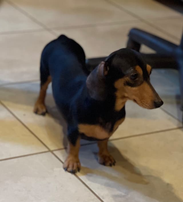 Sweet AKC DNA  OFA boys media 15