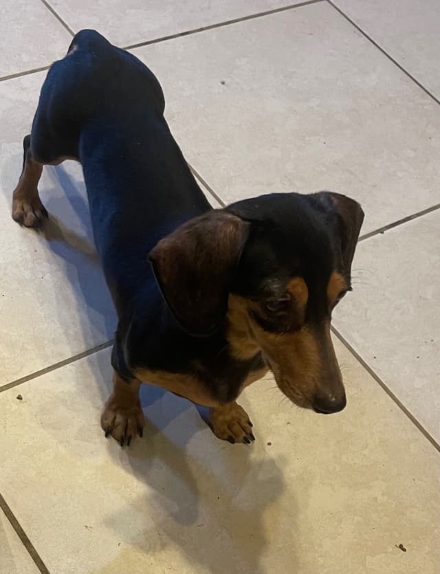 Sweet AKC DNA  OFA boys media 16