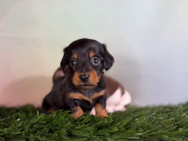 Sweet AKC DNA  OFA boys media 17