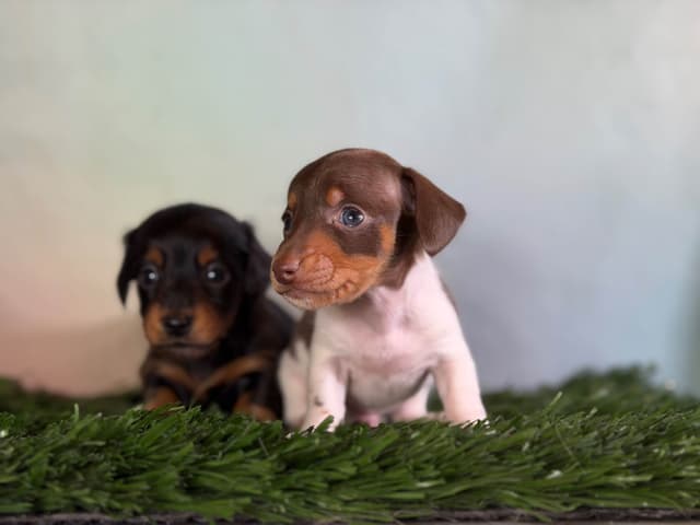 Sweet AKC DNA  OFA boys media 18