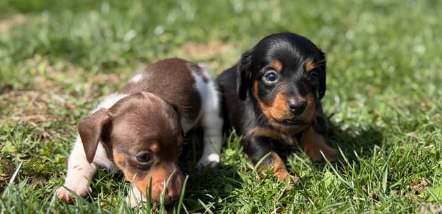 Sweet AKC DNA  OFA boys media 19