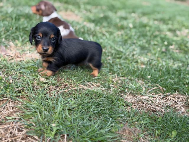 Sweet AKC DNA  OFA boys media 20