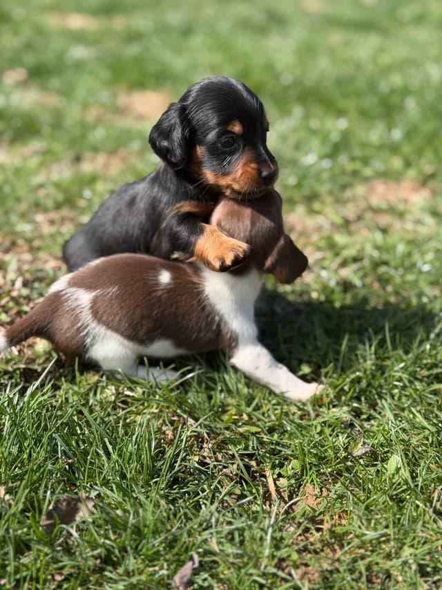 Sweet AKC DNA  OFA boys media 21