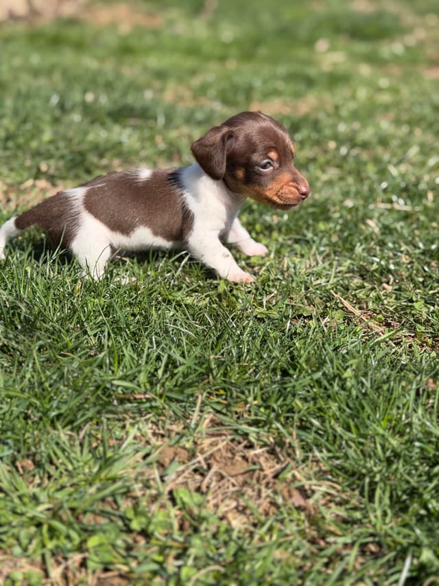 Sweet AKC DNA  OFA boys media 22