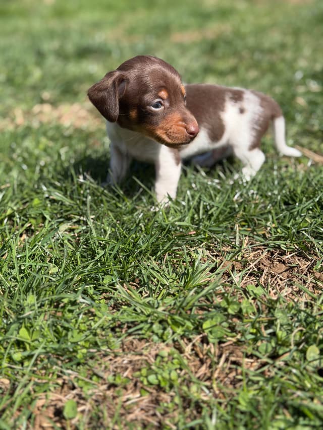 Sweet AKC DNA  OFA boys media 23