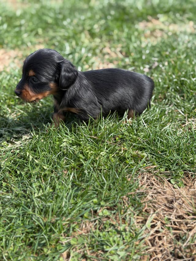Sweet AKC DNA  OFA boys media 24