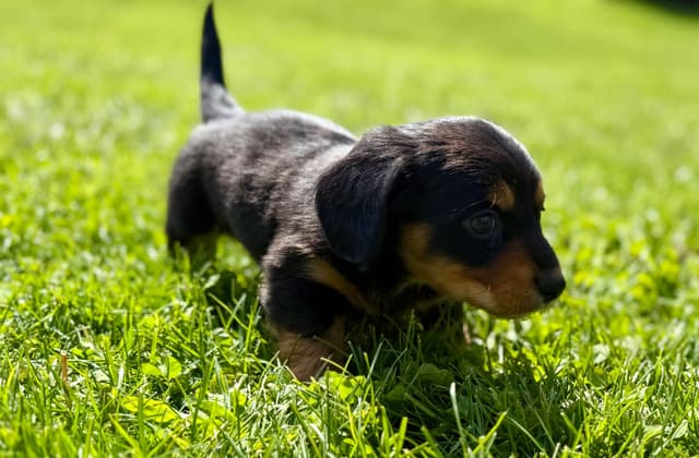 Akc OFA mini Dachshund Puppies media 2