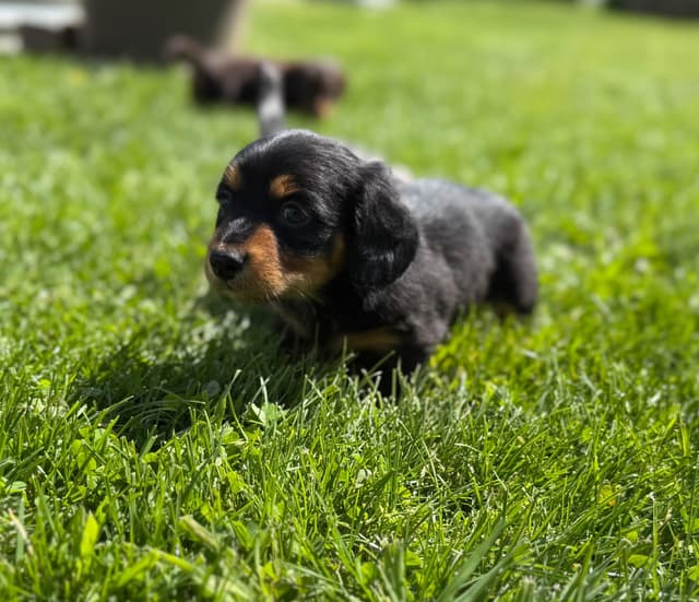 Akc OFA mini Dachshund Puppies media 3