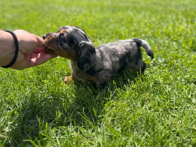 Akc OFA mini Dachshund Puppies media 4