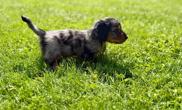 Akc OFA mini Dachshund Puppies media 5