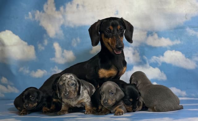 AKC DNA OFA Dachshund Puppies media 2