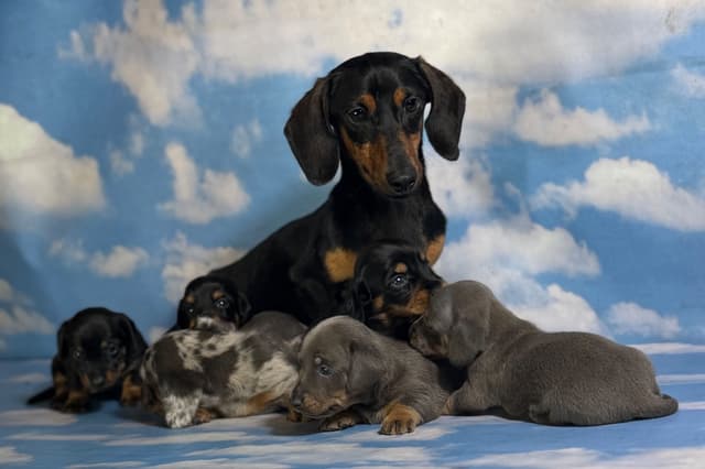 AKC DNA OFA Dachshund Puppies media 4
