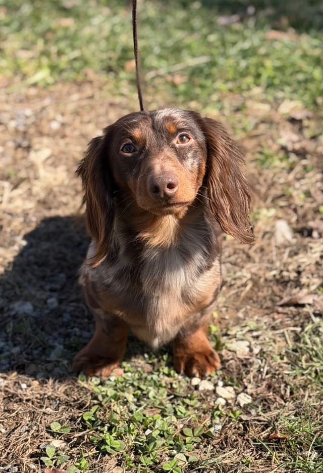 AKC DNA OFA Dachshund Puppies media 5