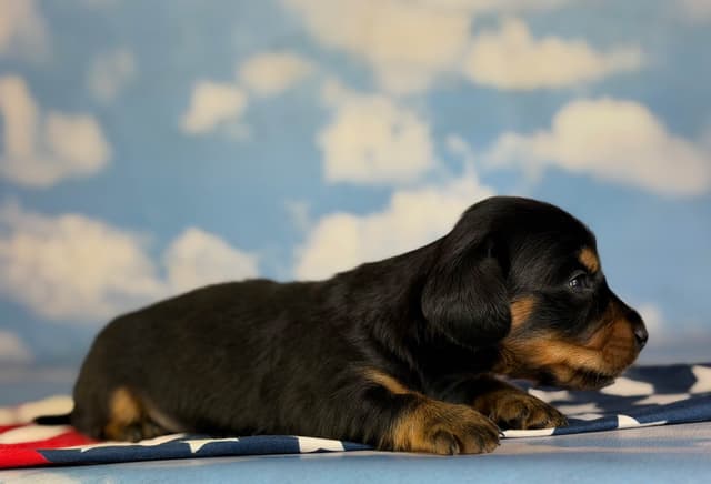 AKC DNA OFA Dachshund Puppies media 6