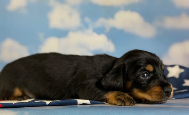AKC DNA OFA Dachshund Puppies media 7