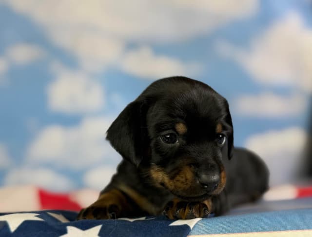AKC DNA OFA Dachshund Puppies media 8