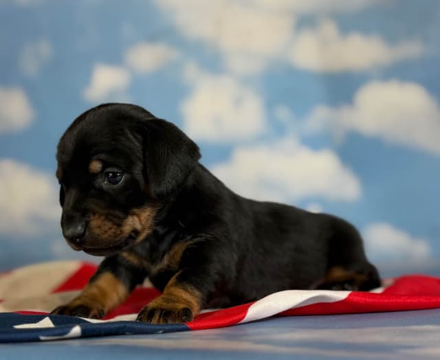 AKC DNA OFA Dachshund Puppies media 9