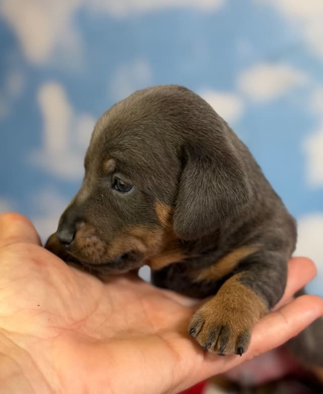 AKC DNA OFA Dachshund Puppies media 10