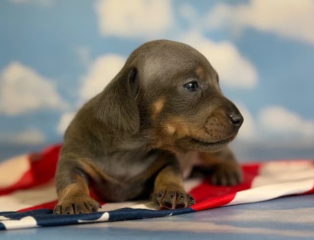 AKC DNA OFA Dachshund Puppies media 11