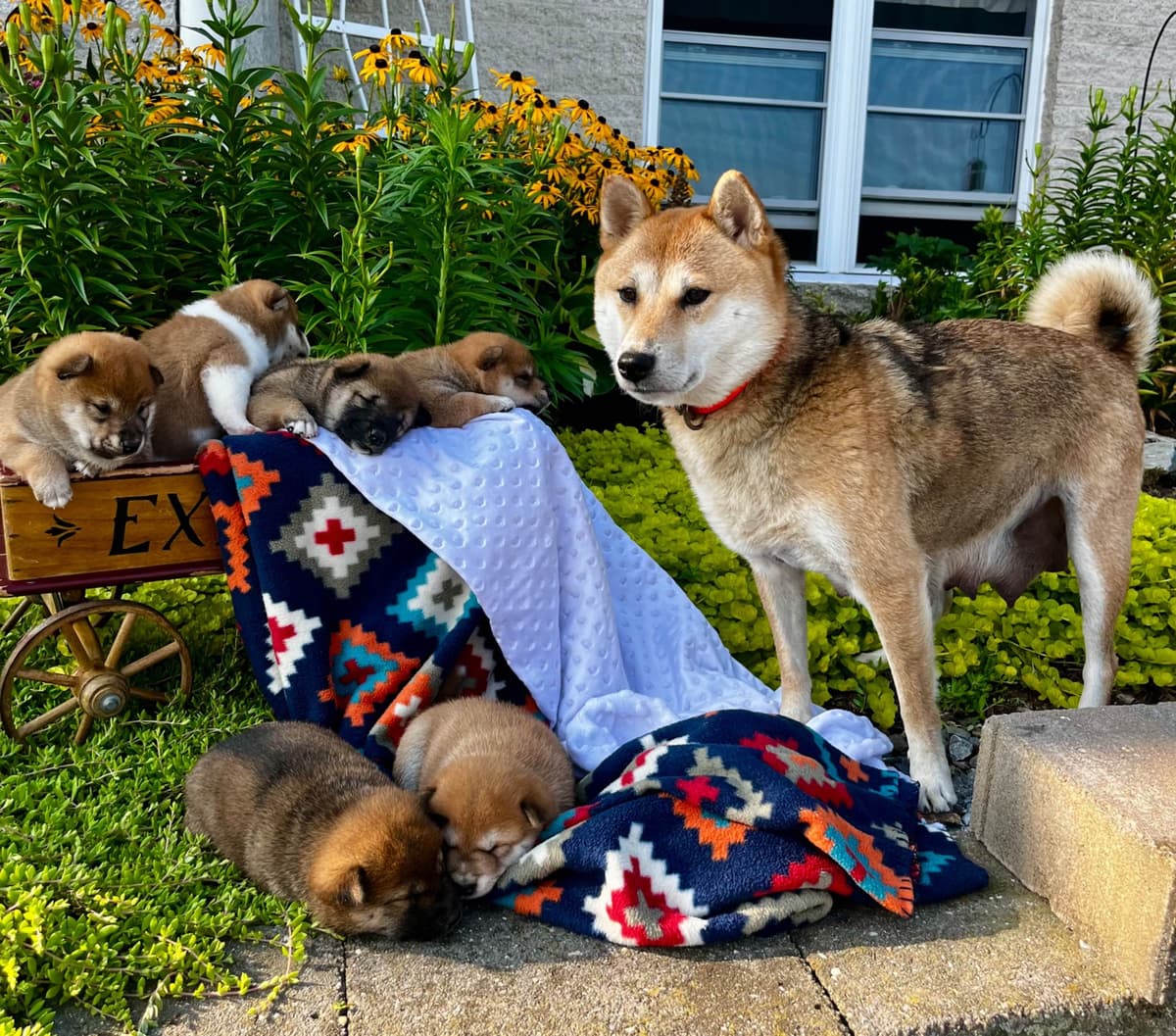 American Champion🐾❤️Shiba Inu Puppies❤️🐾Call today 717-687-5612 breeder image 1