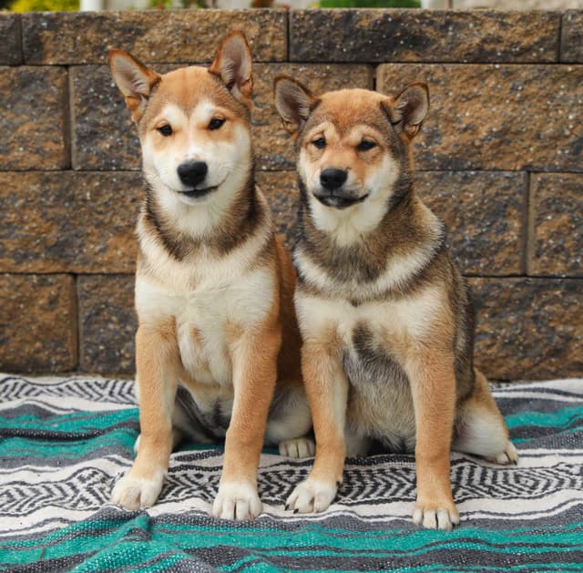American Champion🐾❤️Shiba Inu Puppies❤️🐾Call today 717-687-5612 media 3