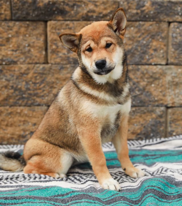 American Champion🐾❤️Shiba Inu Puppies❤️🐾Call today 717-687-5612 media 4