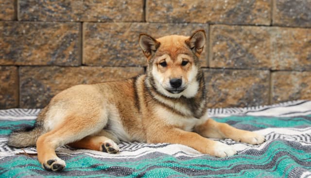 American Champion🐾❤️Shiba Inu Puppies❤️🐾Call today 717-687-5612 media 5