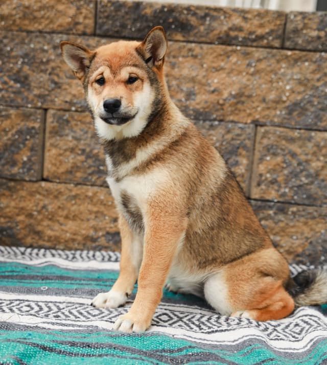 American Champion🐾❤️Shiba Inu Puppies❤️🐾Call today 717-687-5612 media 6