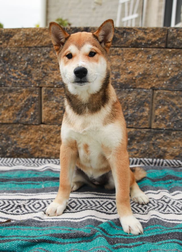 American Champion🐾❤️Shiba Inu Puppies❤️🐾Call today 717-687-5612 media 7