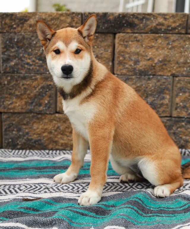 American Champion🐾❤️Shiba Inu Puppies❤️🐾Call today 717-687-5612 media 8
