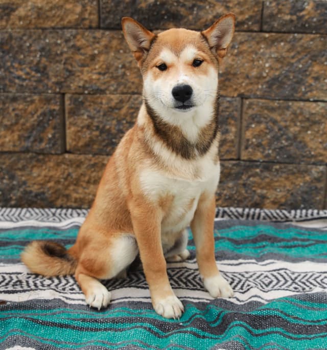American Champion🐾❤️Shiba Inu Puppies❤️🐾Call today 717-687-5612 media 9