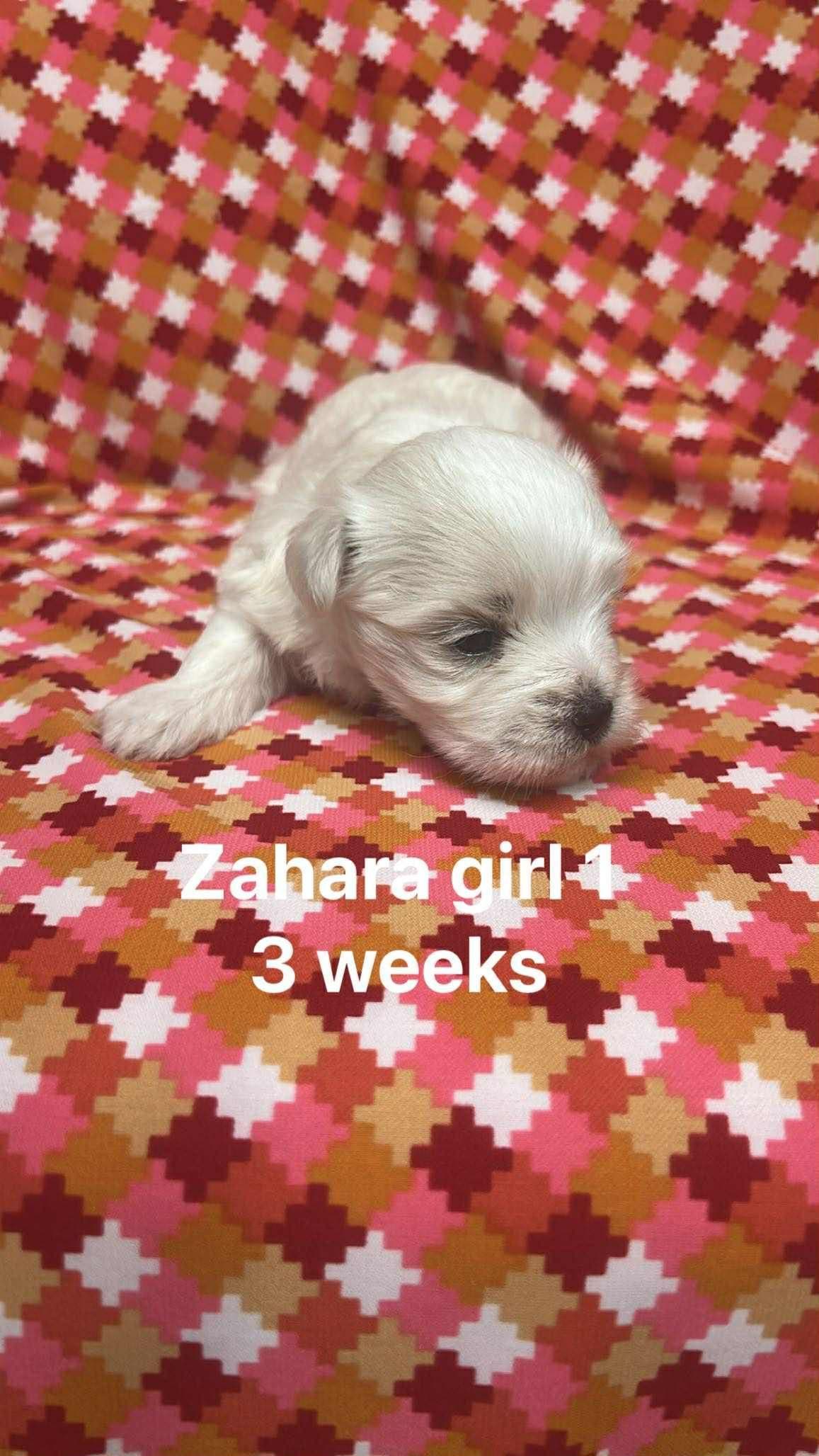 Maltese Puppies breeder image 1