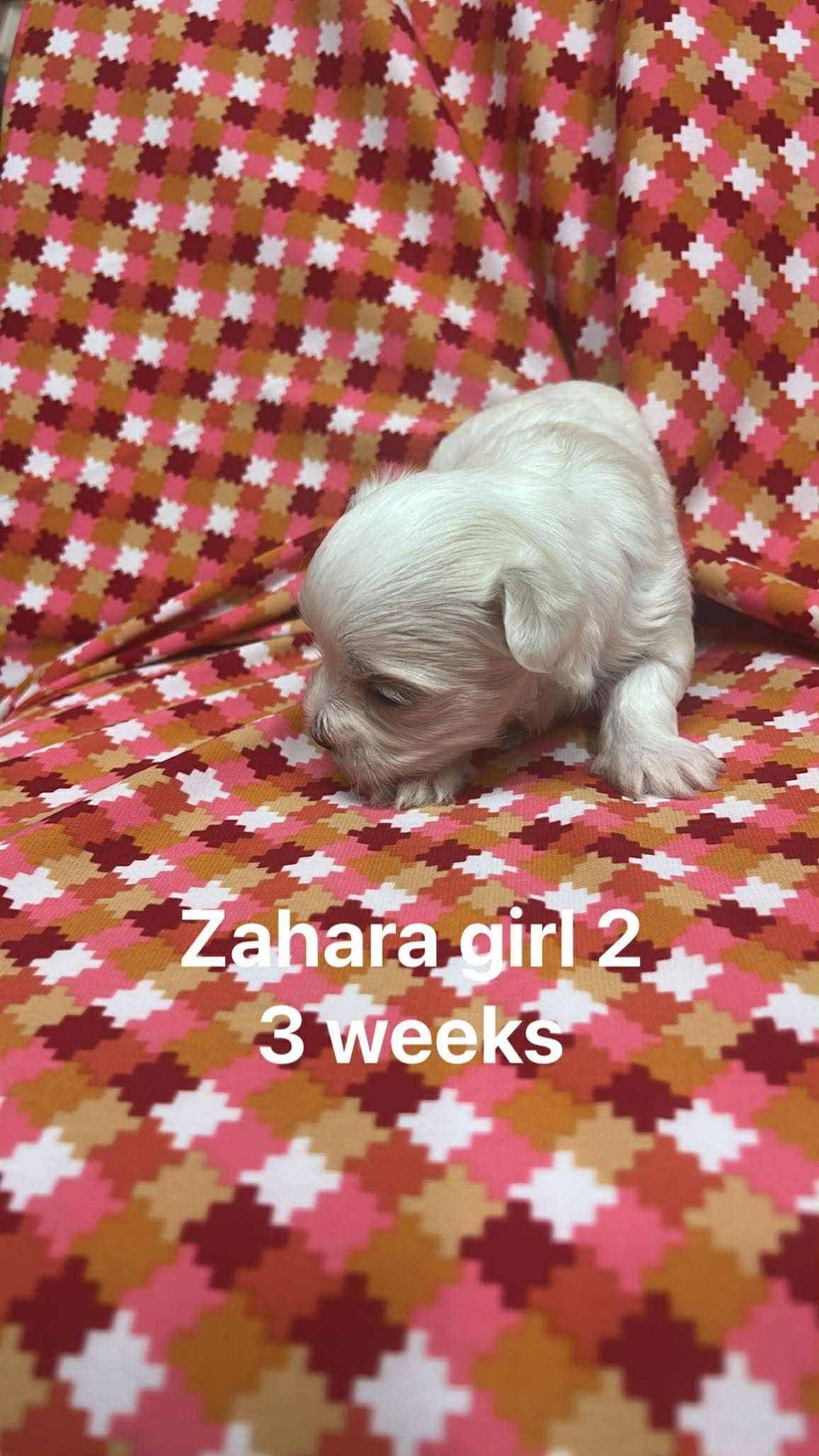Maltese Puppies breeder image 2