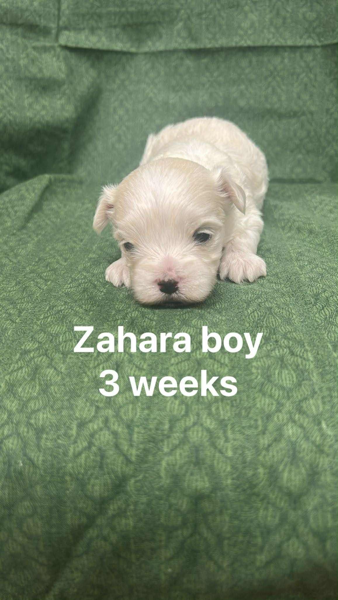 Maltese Puppies breeder image 3