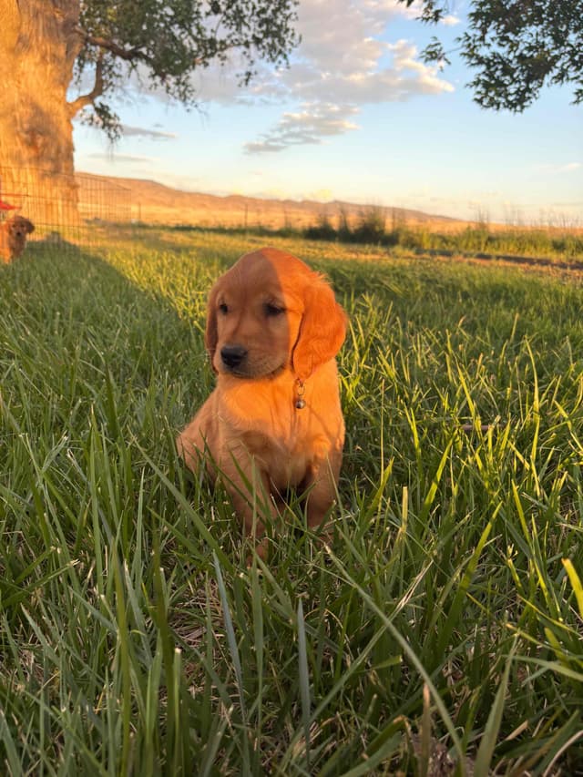 Golden Retriever Puppies media 3