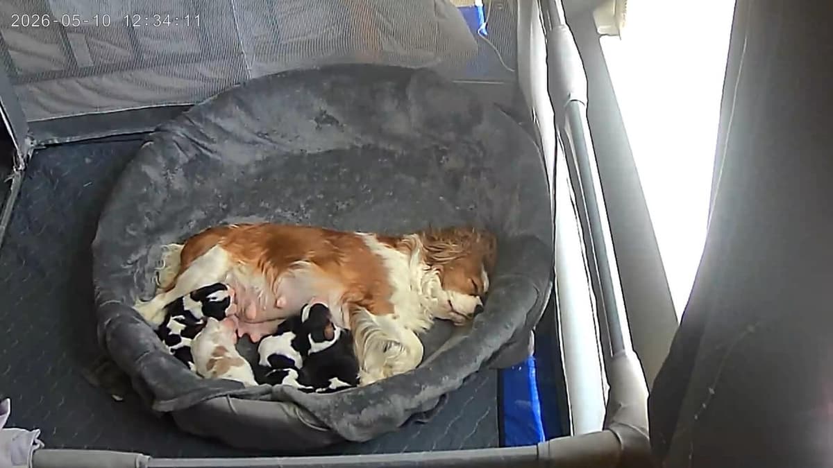 Cavalier King Charles Spaniel Puppies breeder image 1