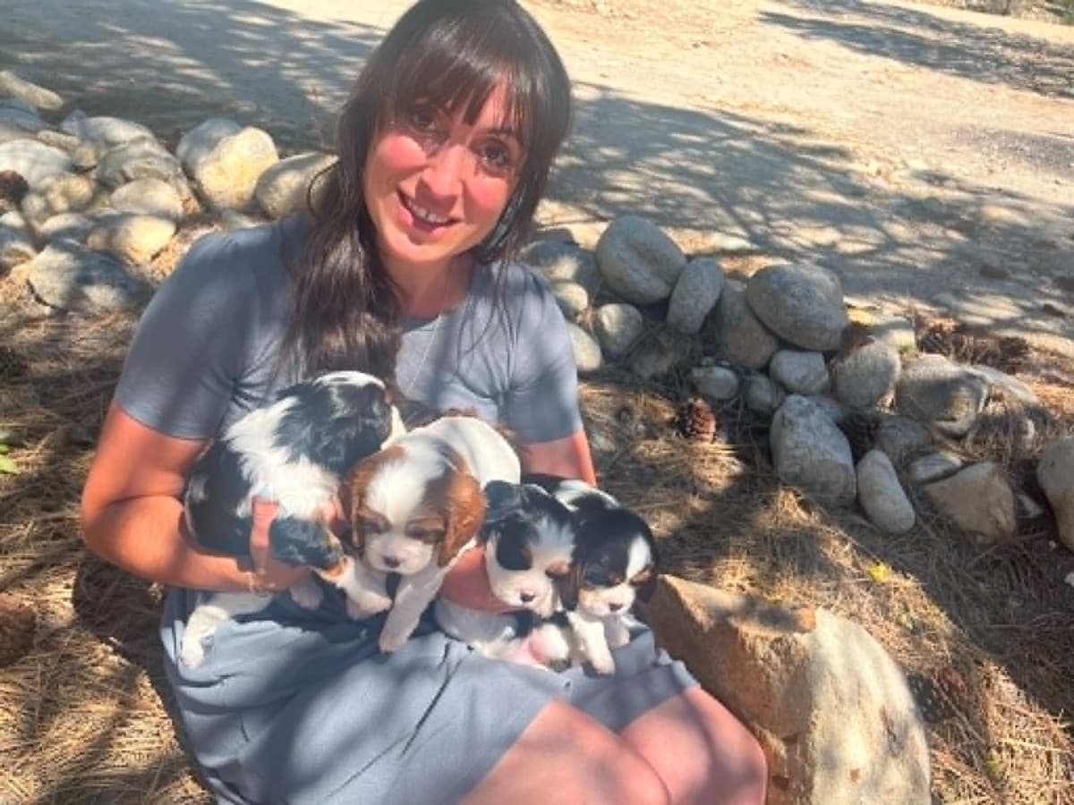 Cavalier King Charles Spaniel Puppies breeder image 2