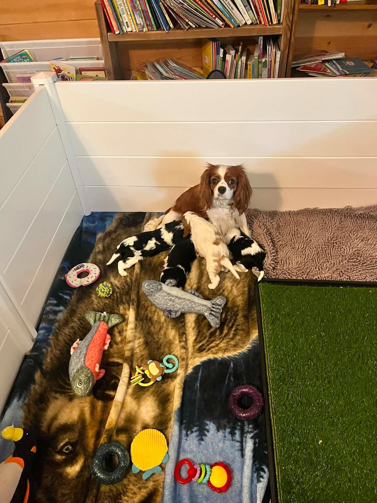 Cavalier King Charles Spaniel Puppies breeder image 3
