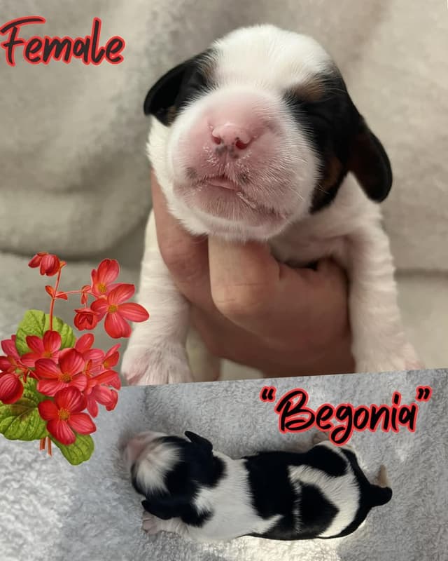 Cavalier King Charles Spaniel Puppies media 2