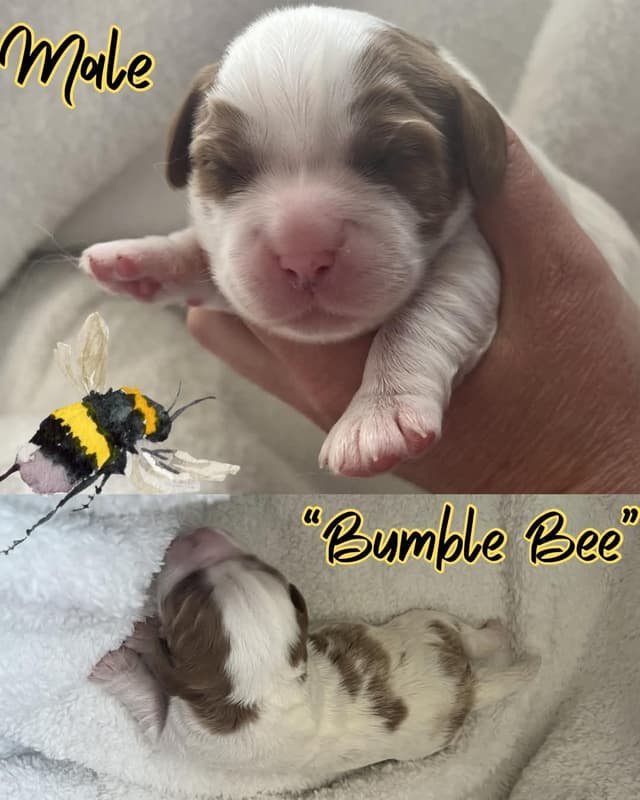 Cavalier King Charles Spaniel Puppies media 3