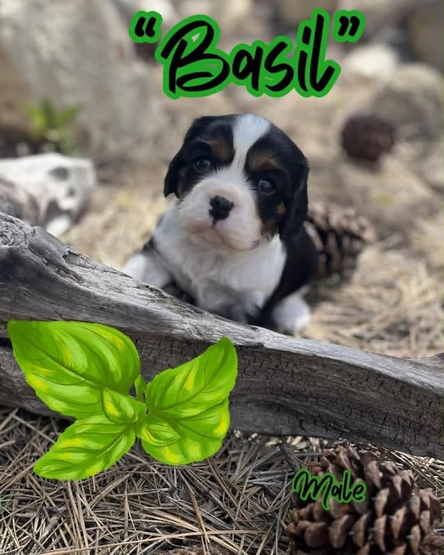Cavalier King Charles Spaniel Puppies media 4