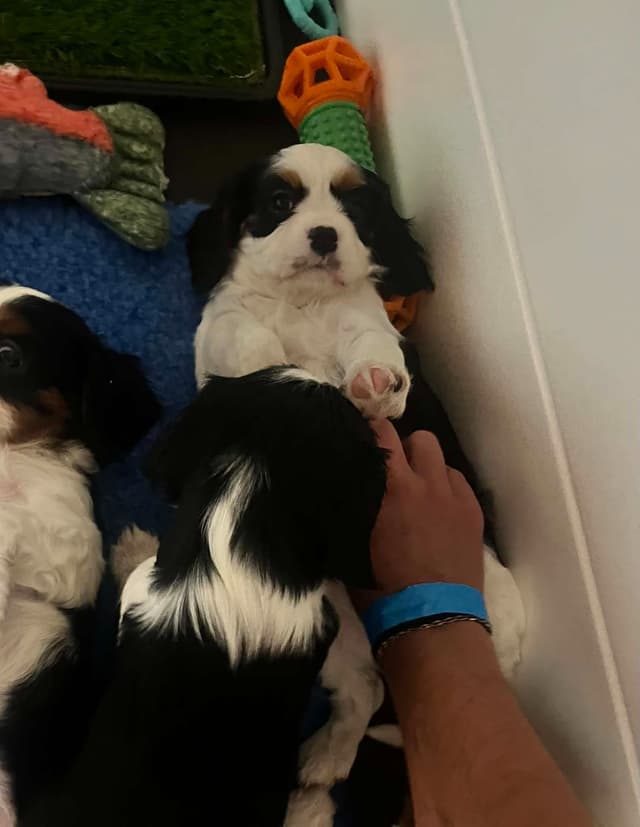 Cavalier King Charles Spaniel Puppies media 5