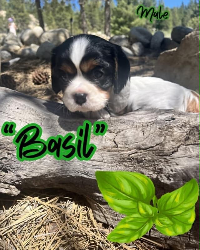 Cavalier King Charles Spaniel Puppies media 6