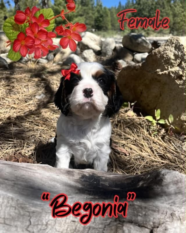 Cavalier King Charles Spaniel Puppies media 8