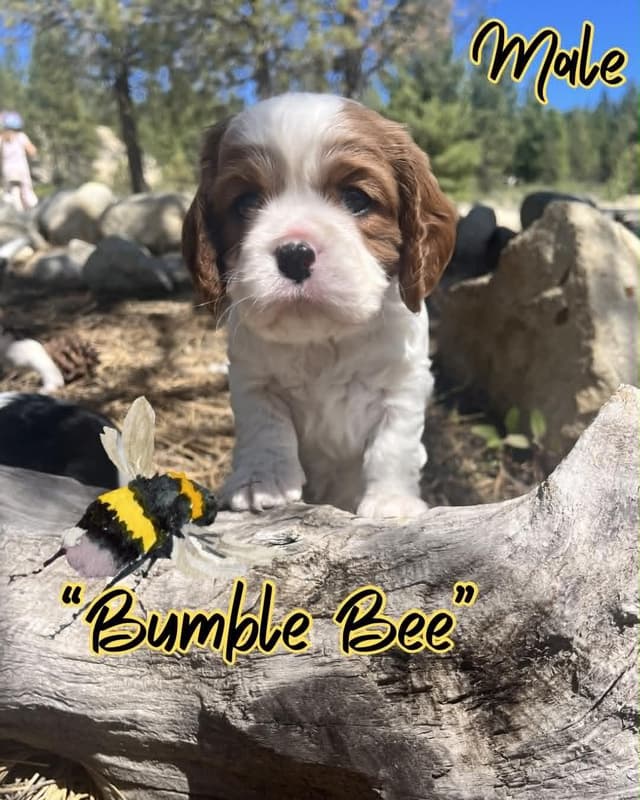Cavalier King Charles Spaniel Puppies media 7
