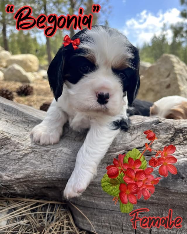Cavalier King Charles Spaniel Puppies media 9