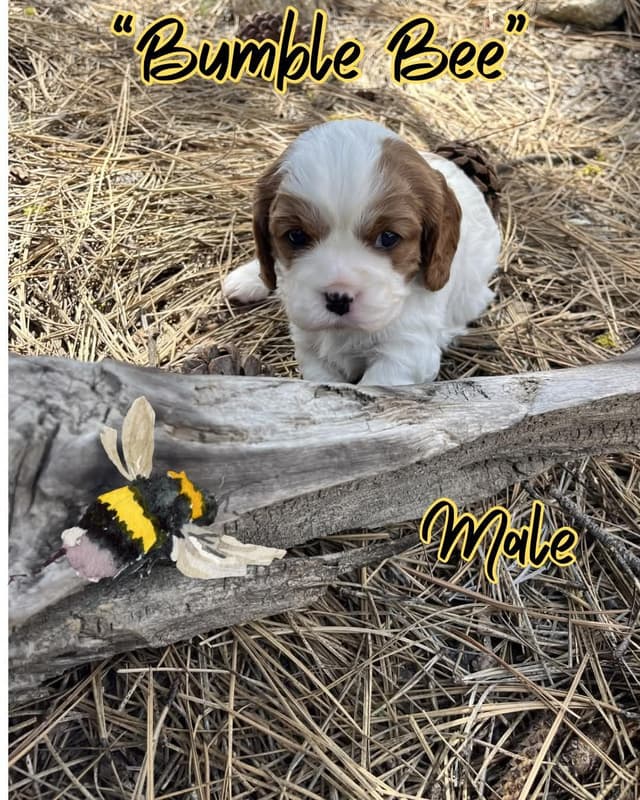 Cavalier King Charles Spaniel Puppies media 10