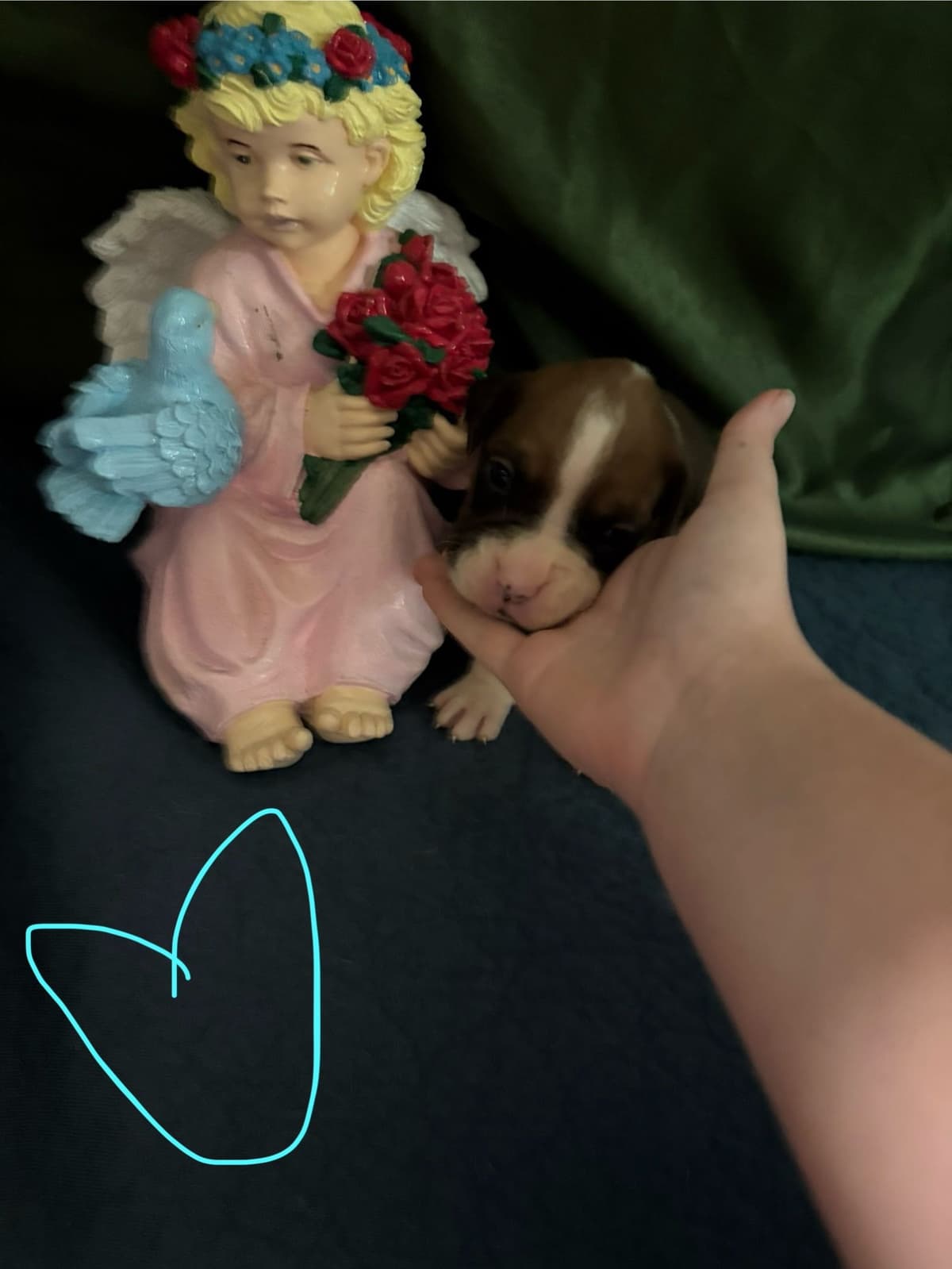 Boxer Puppies breeder image 4